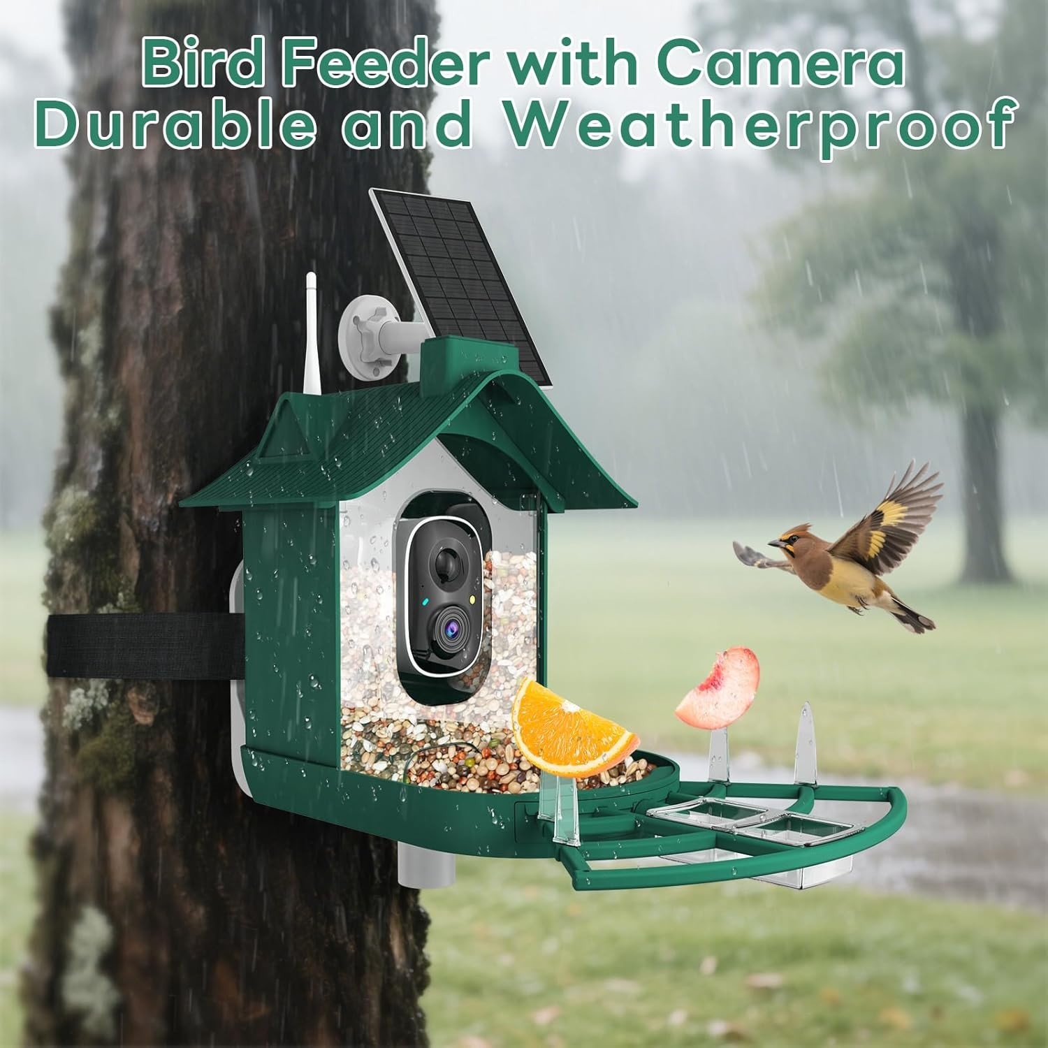 Cellular Smart Birdfeeder Cam, Built-in 4G LTE Sim Card, Solar Powered